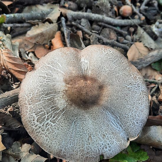 Agaricus moelleri: Mushroom in habitat Temperate forest in the NatureSpots App