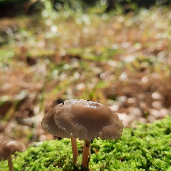 Mycena galericulata: Mushroom in habitat Temperate forest in the NatureSpots App