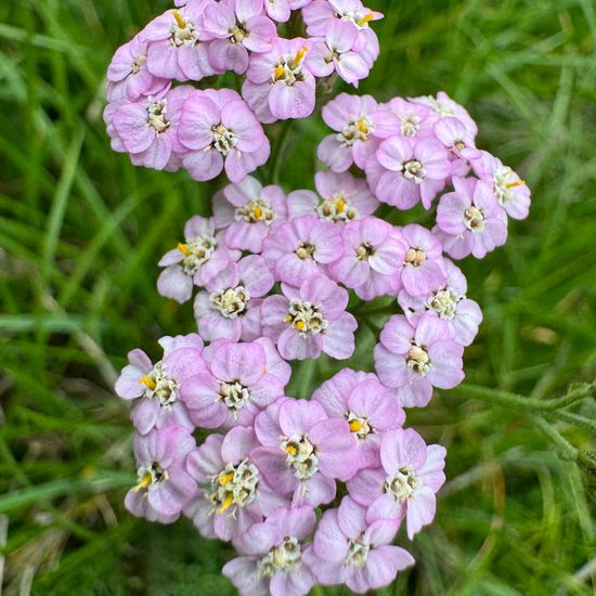 Achillea millefolium: Plant in habitat Natural Meadow in the NatureSpots App