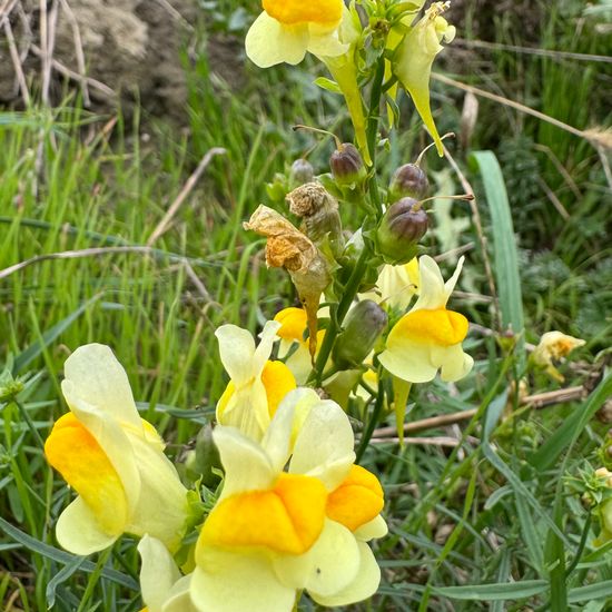 Linaria vulgaris: Plant in habitat Natural Meadow in the NatureSpots App