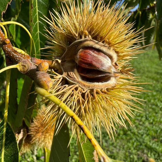 Castanea sativa: Plant in habitat Garden in the NatureSpots App