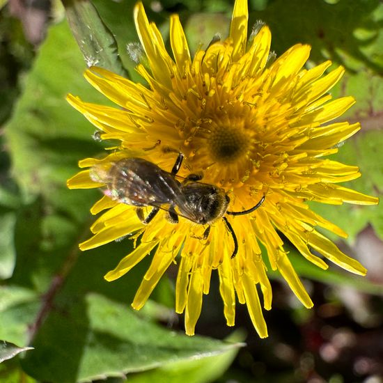 Lasioglossum marginatum: Animal in habitat Garden in the NatureSpots App