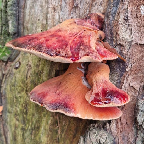 Fistulina hepatica: Mushroom in nature in the NatureSpots App