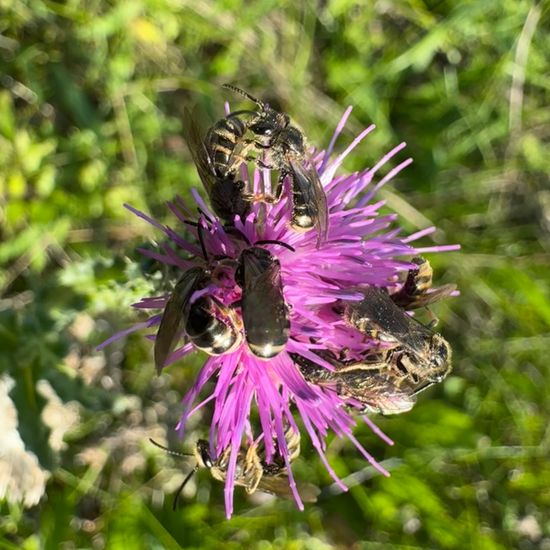 Lasioglossum marginatum: Animal in nature in the NatureSpots App