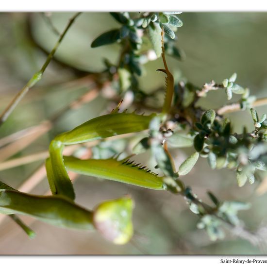 Mantis religiosa: Animal in habitat Rock areas in the NatureSpots App