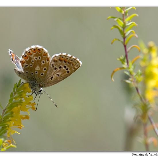 Lysandra bellargus: Animal in habitat Mountain meadows in the NatureSpots App