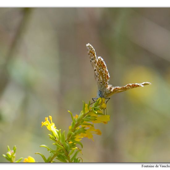 Lysandra bellargus: Animal in habitat Mountain meadows in the NatureSpots App