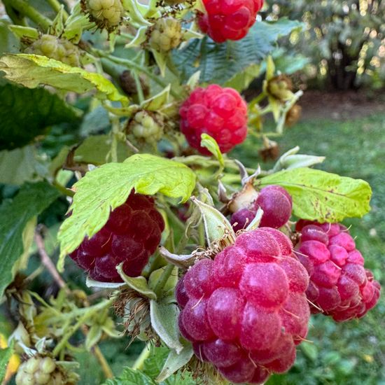 Rubus idaeus: Plant in habitat Garden in the NatureSpots App