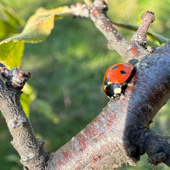 Coccinella septempunctata: Animal in habitat Natural Meadow in the NatureSpots App