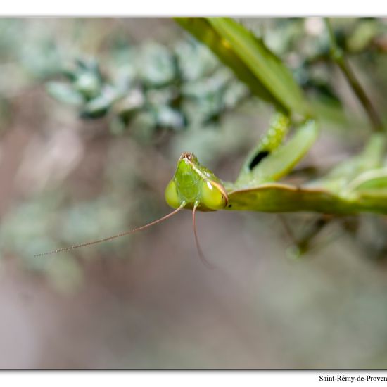 Mantis religiosa: Animal in habitat Rock areas in the NatureSpots App