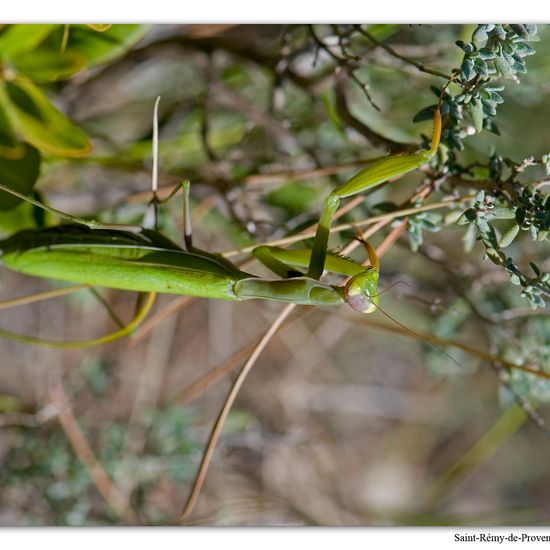 Mantis religiosa: Animal in habitat Rock areas in the NatureSpots App