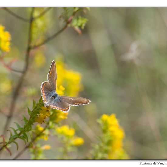 Polyommatus icarus: Animal in habitat Mountain meadows in the NatureSpots App