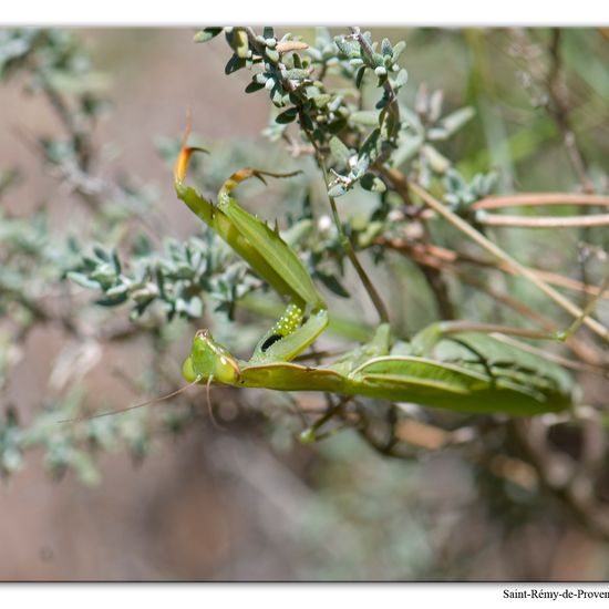 Mantis religiosa: Animal in habitat Rock areas in the NatureSpots App