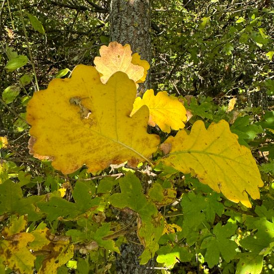 Quercus pubescens: Plant in habitat Buffer strip in the NatureSpots App