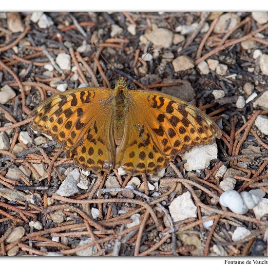 Argynnis paphia: Animal in habitat Mountain meadows in the NatureSpots App