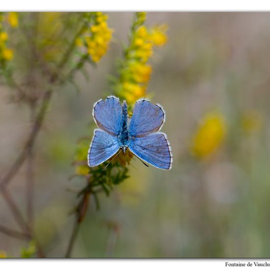 Lysandra bellargus: Animal in habitat Mountain meadows in the NatureSpots App