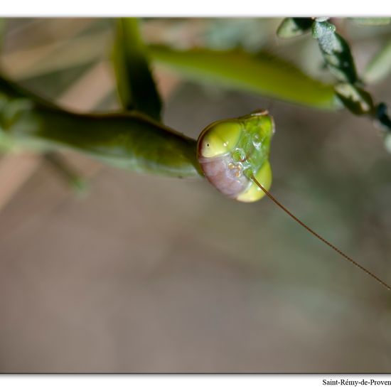 Mantis religiosa: Animal in habitat Rock areas in the NatureSpots App