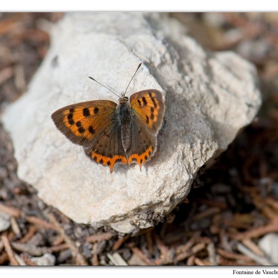 Lycaena phlaeas: Animal in habitat Mountain meadows in the NatureSpots App