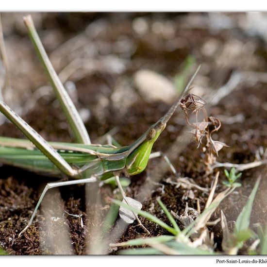 Acrida ungarica: Animal in habitat Natural Meadow in the NatureSpots App