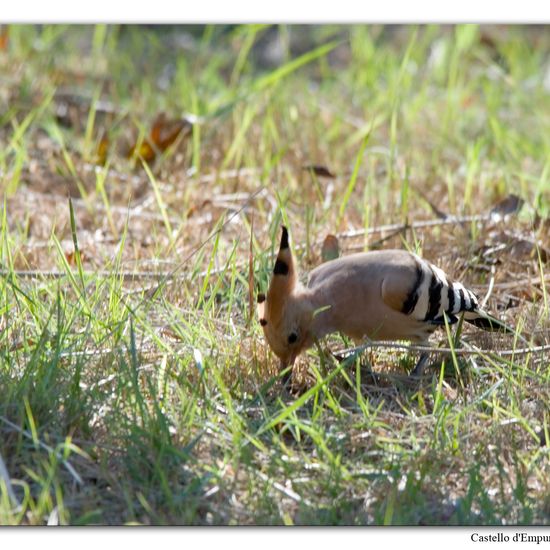 Eurasian Hoopoe: Animal in habitat Swamp in the NatureSpots App