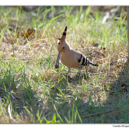 Eurasian Hoopoe: Animal in habitat Swamp in the NatureSpots App