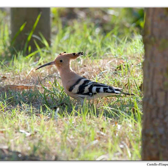 Eurasian Hoopoe: Animal in habitat Swamp in the NatureSpots App