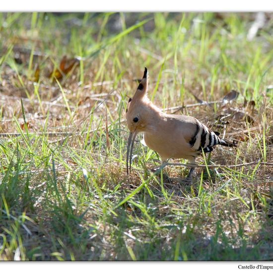 Eurasian Hoopoe: Animal in habitat Swamp in the NatureSpots App