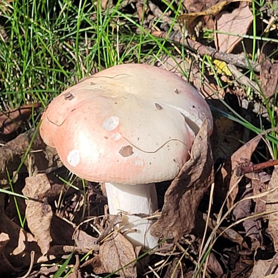 another species: Mushroom in nature in the NatureSpots App