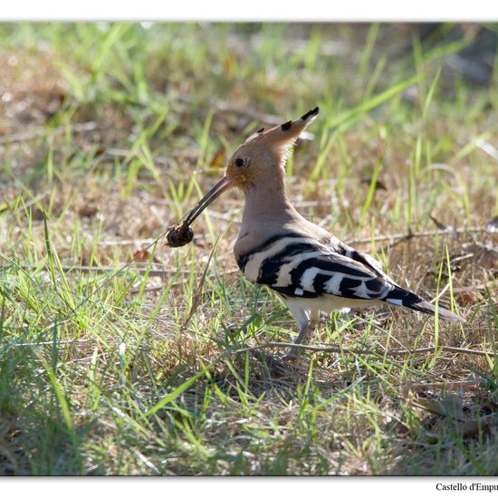 Eurasian Hoopoe: Animal in habitat Swamp in the NatureSpots App