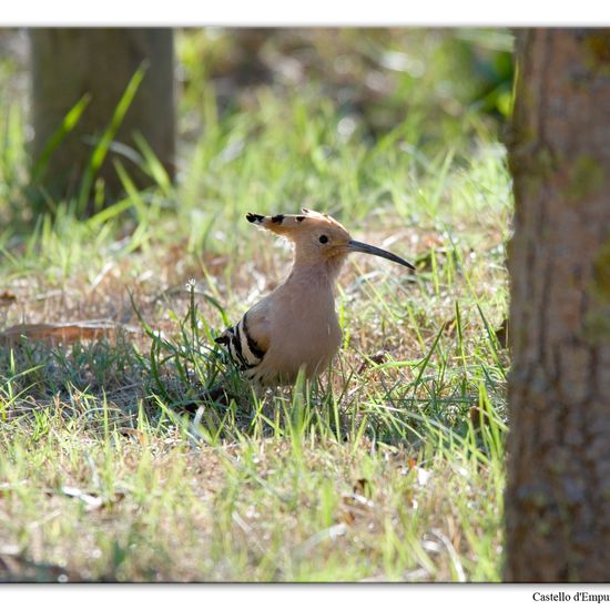 Eurasian Hoopoe: Animal in habitat Swamp in the NatureSpots App