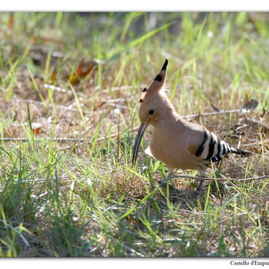 Eurasian Hoopoe: Animal in habitat Swamp in the NatureSpots App