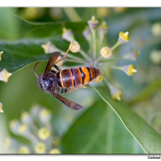 Vespa velutina nigrithorax: Animal in habitat Garden in the NatureSpots App