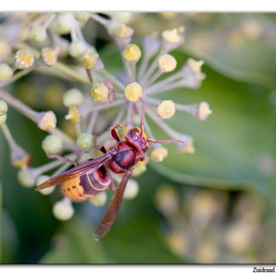 European hornet: Animal in habitat Garden in the NatureSpots App