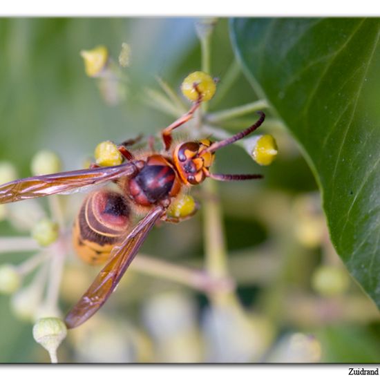 European hornet: Animal in habitat Garden in the NatureSpots App