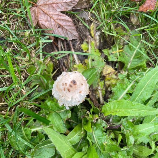 Coprinus comatus: Mushroom in nature in the NatureSpots App