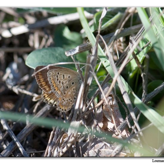 Polyommatus icarus: Animal in habitat Natural Meadow in the NatureSpots App