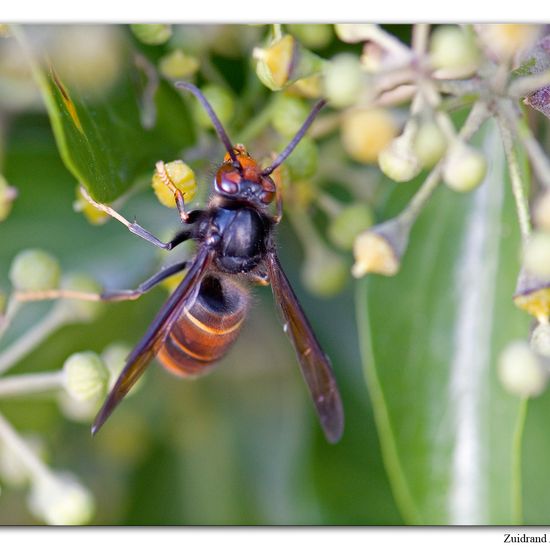 Vespa velutina nigrithorax: Animal in habitat Garden in the NatureSpots App