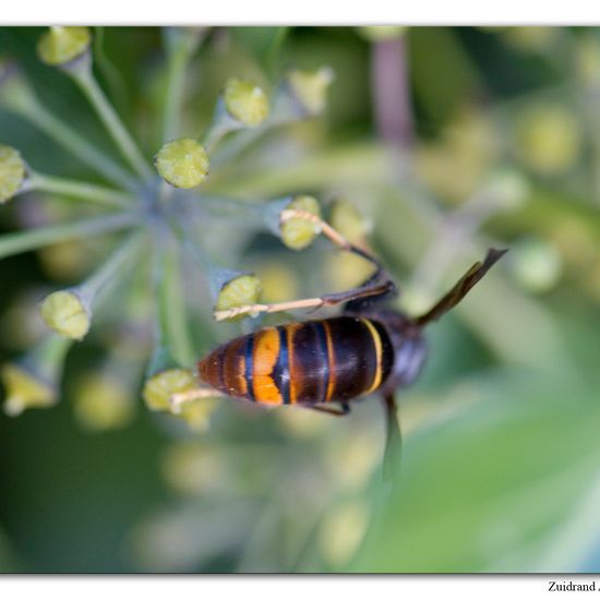 Vespa velutina nigrithorax: Animal in habitat Garden in the NatureSpots App