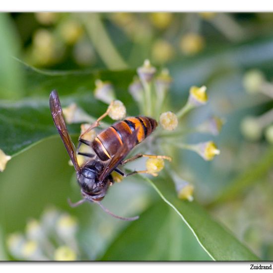 Vespa velutina nigrithorax: Animal in habitat Garden in the NatureSpots App