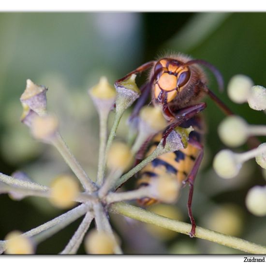 European hornet: Animal in habitat Garden in the NatureSpots App