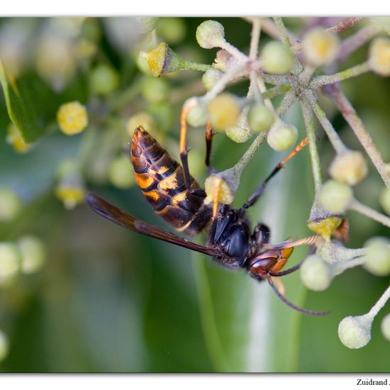 Vespa velutina nigrithorax: Animal in habitat Garden in the NatureSpots App