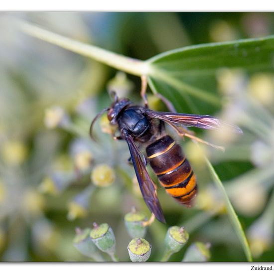 Vespa velutina nigrithorax: Animal in habitat Garden in the NatureSpots App