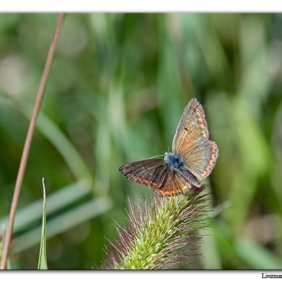 Aricia agestis: Animal in habitat Natural Meadow in the NatureSpots App