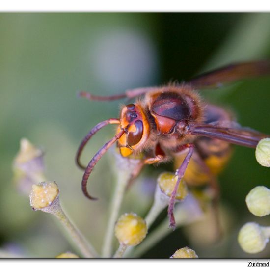 European hornet: Animal in habitat Garden in the NatureSpots App