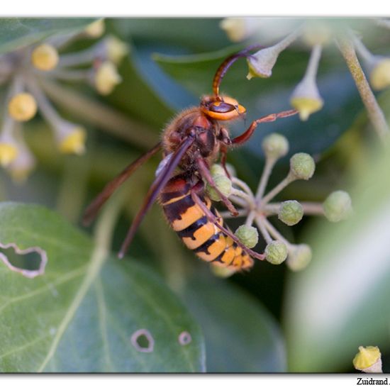 European hornet: Animal in habitat Garden in the NatureSpots App