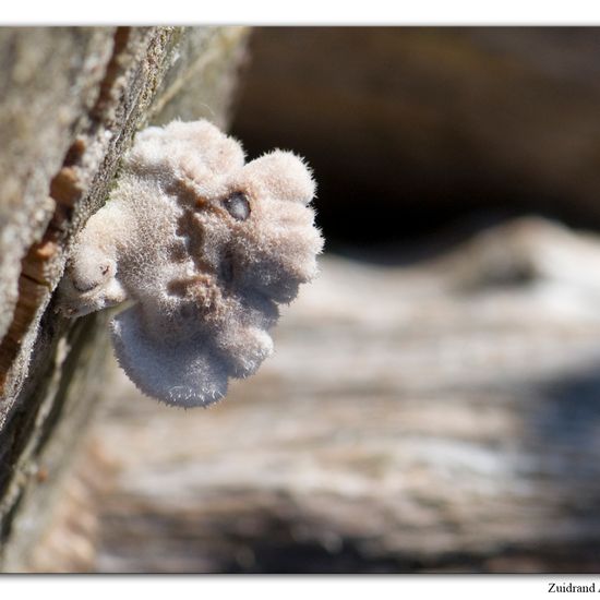 Schizophyllum commune: Mushroom in habitat Grassland in the NatureSpots App