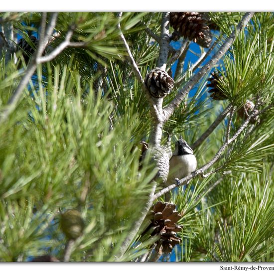 European Crested Tit: Animal in habitat Rock areas in the NatureSpots App