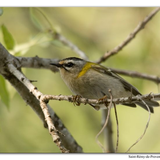 Common Firecrest: Animal in habitat Rock areas in the NatureSpots App