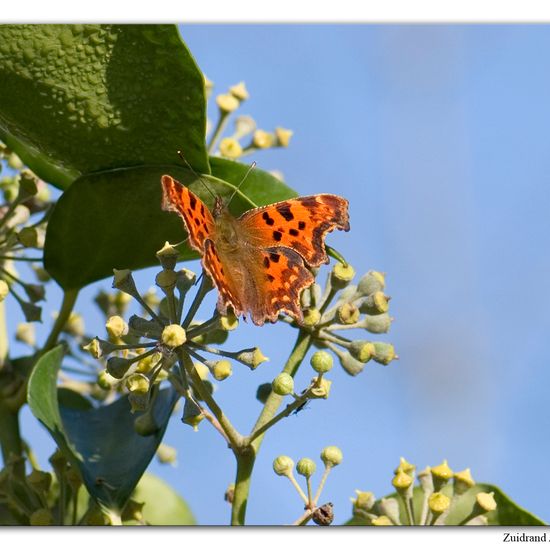 Polygonia c-album: Animal in habitat Garden in the NatureSpots App