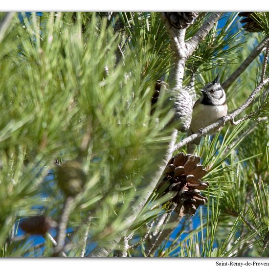 European Crested Tit: Animal in habitat Rock areas in the NatureSpots App